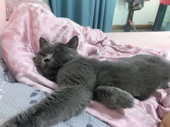 12��1�ճ�¯����è С������5ֻ��-3.jpg