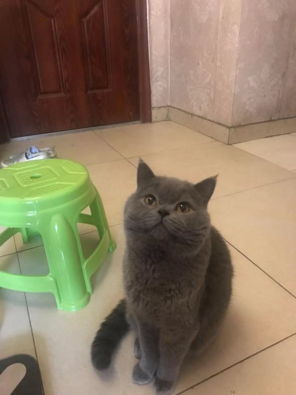 12��1�ճ�¯����è С������5ֻ��-5.jpg