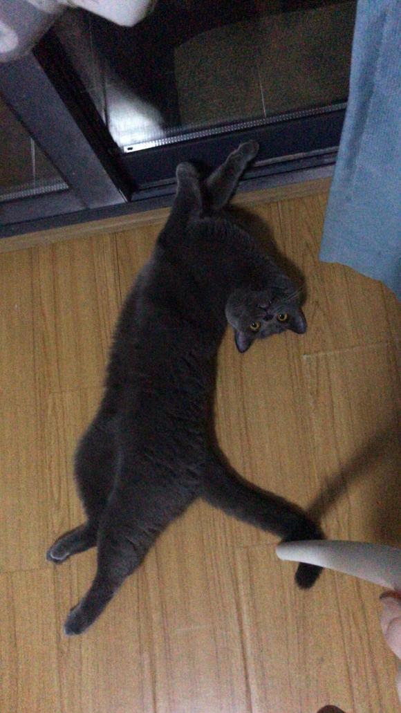 12��1�ճ�¯����è С������5ֻ��-4.jpg